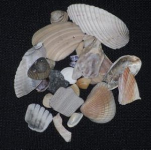 sea shells